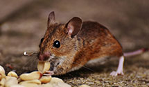 24 Hour & Emergency Exterminators in Drakesburg, OH